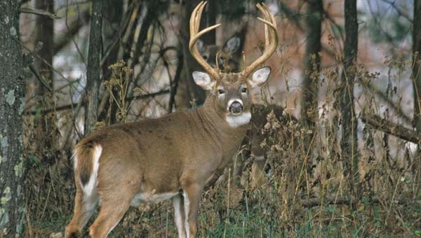 Southampton County saw a 22 percent drop in its deer harvest this year. SUBMITTED