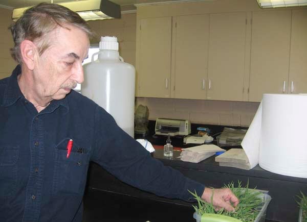 Dr. Pat Phipps points out a sample of barley at his lab in the Tidewater Agricultural Research and Extension Center in Suffolk. Studying causes and treatments of diseases in plants is his speciality. -- Stephen H. Cowles | Tidewater News