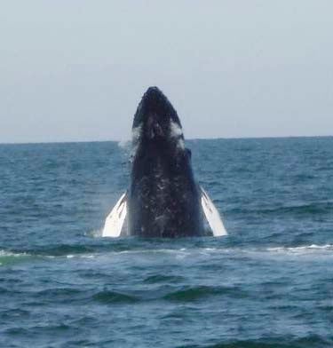 Food is one of the reasons for more whale sightings. -- Submitted | K. Rayfield