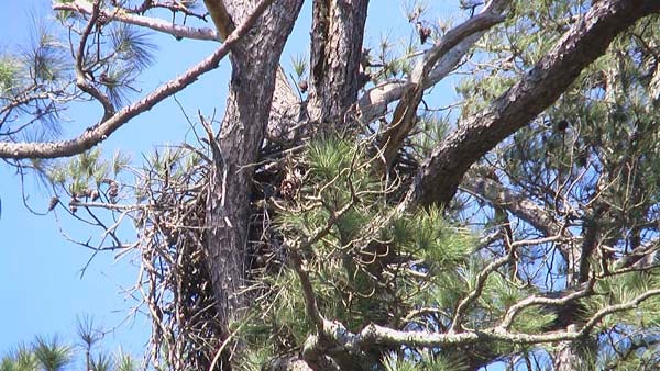 Riverkeeper Jeff Turner caught an eagle flying and its nest on camera during recent trip down the Nottoway River.