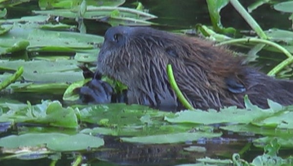Riverkeeper Jeff Turner saw a beaver, fox and many other critters on his most recent river patrols -- SUBMITTED
