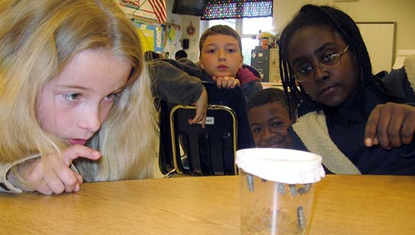 Meherrin Elementary third-graders Michelle Emory, 9, left, and Dakota Harper, 9, closely study the caterpillars contained in a jar. These will gradually make their way to forming cocoons and emerge in a few weeks at butterflies. In back, at left, are Bryce Casper, 10, and Quntay Wyche, 8. The caterpillars are part of a project made possible by International Paper. -- STEPHEN H. COWLES/TIDEWATER NEWS