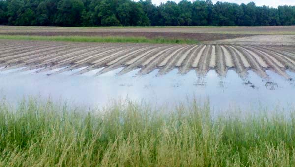 This field of peanuts at Edward S. Drake’s Farm on Cross Key Road, between Newsoms and Boykins, was under nearly a foot of water early Monday evening. The peanuts had been planted just this past Wednesday. -- SUBMITTED/CHRIS DRAKE