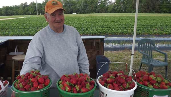 Frank Foster helps out at Goose Hill Farm’s strawberry patch. A four-quart basket of strawberries, if you pick them yourself, costs $8.50 at Goose Hill Farm on Bethel Road near Franklin. -- CARLIE CLARK/TIDEWATER NEWS