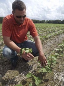 Chris Drake, extension agent for Southampton County, shows how a cotton variety is progressing on a test field in Courtland. The office regularly conducts tests for seed companies to determine which variety will provide the best yield. -- STEPHEN H. COWLES/TIDEWATER NEWS