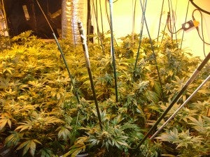 Here are some the 99 marijuana plants seized at a home in Newsoms May 28. Southampton County Sheriff’s deputies, along with Virginia State Police and Federal DEA agents executed a warrant at the home on Greenbriar Drive, finding an “inside grow operation.” -- SUBMITTED PHOTO