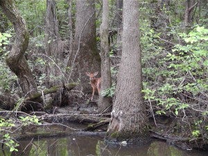 A typical cypress tupelo swamp is home to diverse wildlife, including this fawn, which was caught on camera on the Nottoway wetland area. -- Jeff Turner | Tidewater News