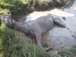 Bianca the 16-year-old horse stuck in a deep muddy hole. Rescuers got the horse out after two hours of work. -- SUBMITTED/ERIC CARTER