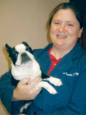 Cupcake, a nine-month-old Boston terrier, is held by Dr. Alicia Gerald, the new veterinarian at the Ivor Veterinary Clinic. -- Stephen Cowles | Tidewater News