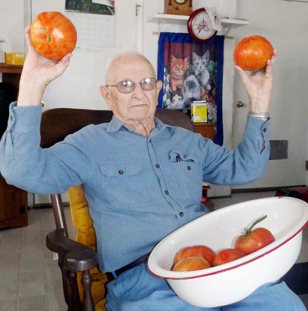 Junius Bradshaw of Carrsville has had success in harvesting the largest tomatoes he has ever grown. Bradshaw has been growing tomatoes and other garden crops for decades. -- Stephen Cowles | Tidewater News