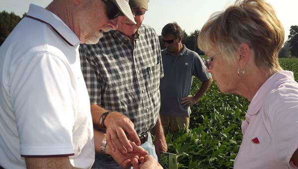 Dr. Ames Herbert, left, shows a brown stink bug he found among the soybeans during last week’s inspection. -- STEPHEN H. COWLES | TIDEWATER NEWS