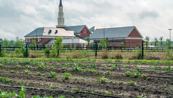 Vegetables start to sprout from the garden, with the church in the background. -- SUBMITTED