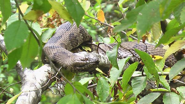 This is the snake that was over the heads of Spirit of Moonpie and Jeff Turner.-- SUBMITTED | JEFF TURNER