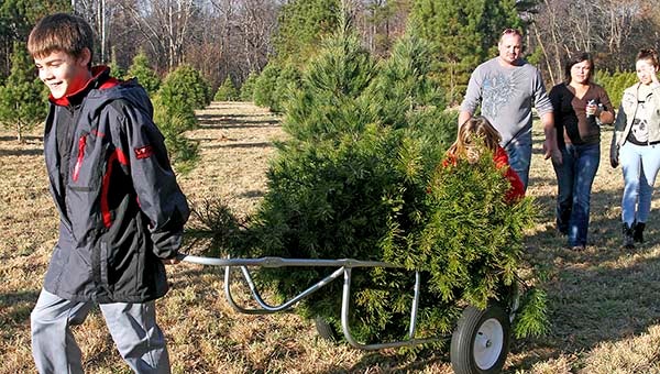 Baron, 11, and Gracie-Mae Young, 8, haul back the family’s Christmas tree. Following, from left to right, dad Derrick Deschamps, mother Holly Young and sister Kourtney Rouse, 18. -- CAIN MADDEN | TIDEWATER NEWS