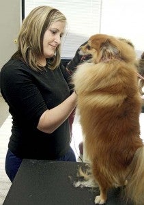 April Cutchins grooms Copper, a pomeranian. Copper was receiving a sanitary cut, which is a trim around the private areas and feet. -- Cain Madden | Tidewater News