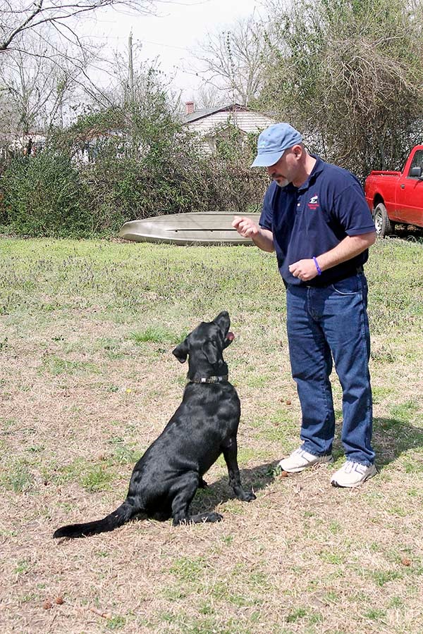 Sadie Sharps looks to James Todd during a recent training session. Todd said he uses only positive reinforcement whether training or playing with animals. -- CAIN MADDEN | TIDEWATER NEWS