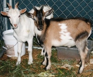 Two of the goats that were killed in Holland. -- SUBMITTED | TIDEWATER NEWS