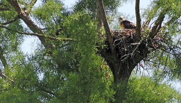 A baby eagle hanging out in a nest on the Blackwater River. -- FILE PHOTO