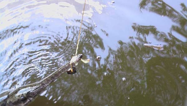 A gar had gotten ensnarled in twine that was tied to a hook on the Nottoway River. -- SUBMITTED | JEFF TURNER