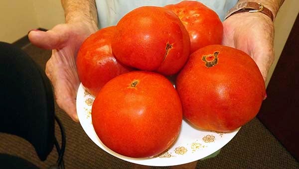 Louise K. Mears of Courtland credits using 10-10-10 fertilizer for the size of these tomatoes from her garden. She hopes to enter them in the upcoming horticulture competition at the Franklin-Southampton County Fair. -- SUBMITTED