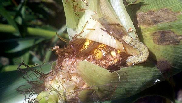 Corn earworms are also known as cotton bollworms, soybean podworms and tomato fruitworms. These pests first feed on corn before multiplying and moving on to damage other crops, such as soybeans, peanuts and cotton. Western Tidewater is at high risk for infestation. -- SUBMITTED | NEIL CLARK
