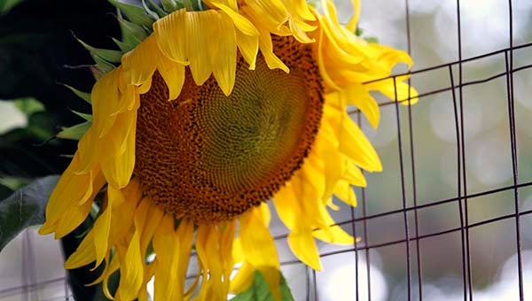 A sunflower entered by Reese Brock of Zuni. -- Cain Madden | Tidewater News