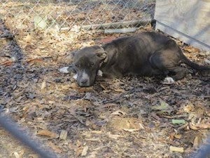Angel was found by a PETA representative to be severely neglected by her owner. The pregnant dog was emaciated, infested with parasites and had a low body temperature. Ultimately, she had to be euthanized. -- SUBMITTED | PETA