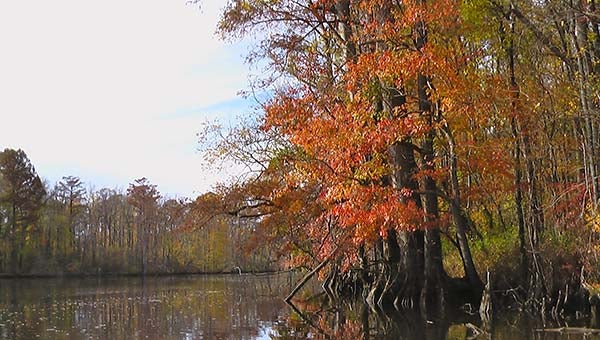 The fall colors are starting to appear from the Lord’s palette. This particular scene is on the Nottoway River. -- Jeff Turner | Tidewater News