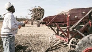 Darnell Joyner feeds the peanuts and vines into a 1933 peanut picker that’s powered by the engine of a small farm tractor. -- Stephen H. Cowles | Tidewater News