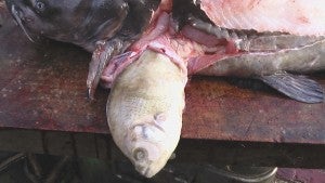 A one pound shell cracker was found in the belly of a large blue catfish. -- Jeff Turner | Tidewater News