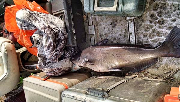 This large catfish has a surprise waiting for the Riverkeeper in its belly. -- Jeff Turner | Tidewater News