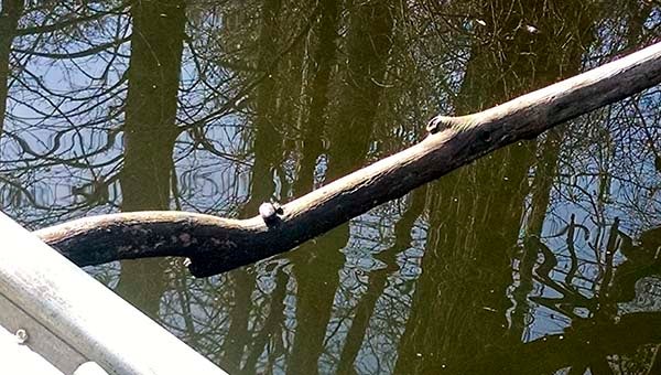 A one-inch long Tupelo berry balancing on a limb. -- Jeff Turner | Tidewater News