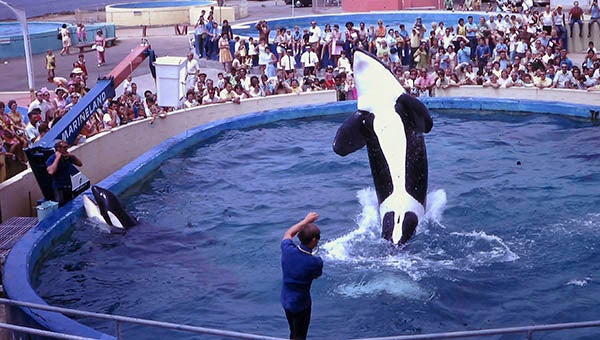 When Howell took his family to Marineland in Southern California, the orca whales were the highlight.