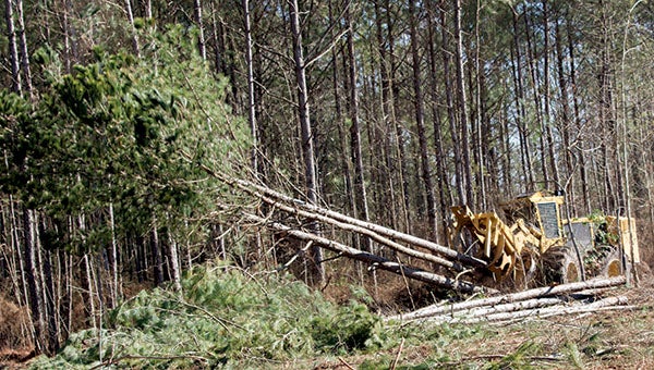 A logging crew uses heavy equipment to bring down trees in the area of Black Creek. -- Cain Madden | Tidewater News