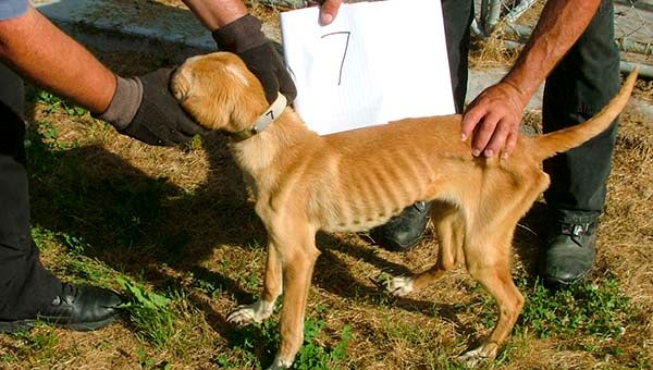One of 12 dogs found malnourished. -- COURTESY | SOUTHAMPTON COUNTY SHERIFF'S OFFICE