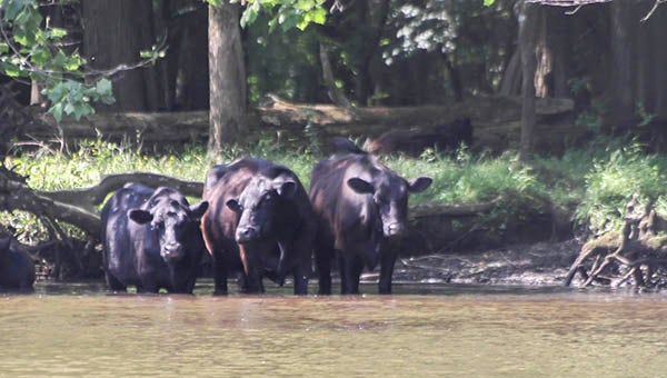 Cattle in the Blackwater River. Until the end of June, ranchers can take advantage of a USDA water conservation program for 100 percent funds to fence the livestock away from the river. -- CAIN MADDEN | The Tidewater News