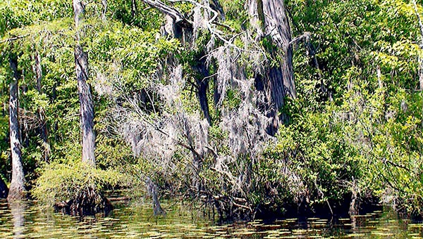 According to Riverkeeper Jeff Turner, Spanish moss seems to be on the move northward up the Blackwater River. -- SUBMITTED | JEFF TURNER