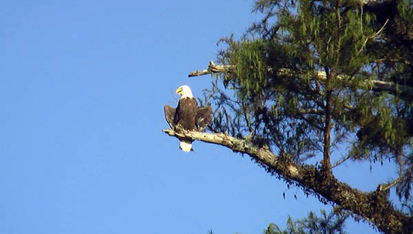 This bald eagle was practically posing for the Riverkeeper. -- SUBMITTED | JEFF TURNER