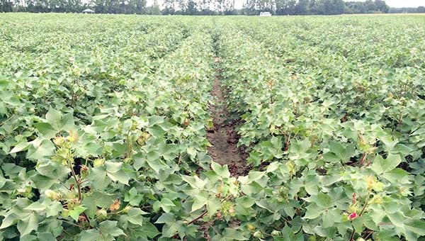 Cotton is one of the crops tested at Tidewater Agricultural Research and Extension Center. Researchers look at how different varieties thrive or don’t, depending on several factors, such as genetics, environment or fertilizers. -- Stephen H. Cowles | Tidewater News