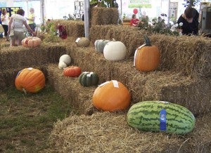 A county fair means agriculture, and local growers brought in gourds, melons, produce and other growing things to be judged.