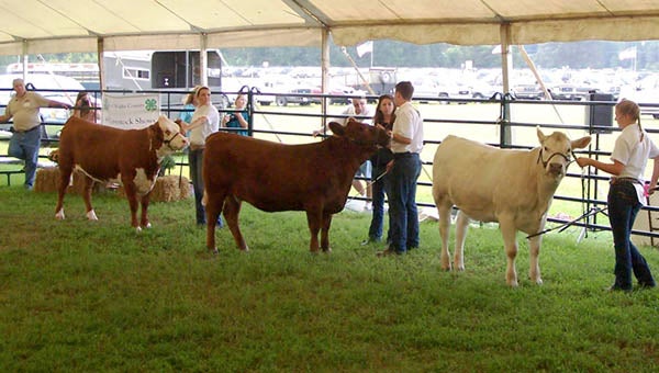 LIvestock are brought in by 4-H members to be examined, judged and awarded at the Isle of Wight County Fair. Several 4-H members won ribbons in a variety of categories. -- SUBMITTED | ISLE OF WIGHT COUNTY FAIR