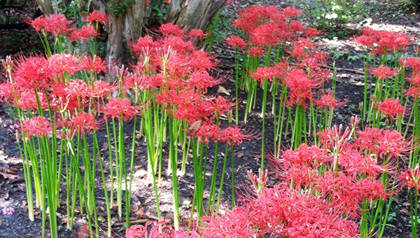 Toni and Billy Phillips of Franklin shared this photo of spider lilies growing in their garden. -- SUBMITTED