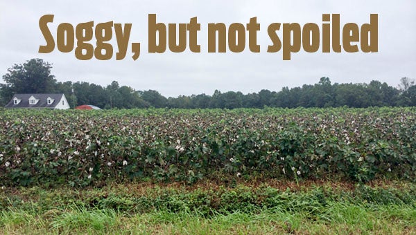 Farmers are eager to get started harvesting as soon as cotton dries out after many days of rain and wind. -- STEPHEN H. COWLES | The Tidewater News