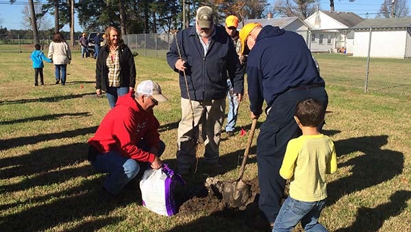 Members of the Carrsville Community Hunt Club secure one of the 13 apple trees planted on Nov. 21 in the playground field at Carrsville Elementary School. -- Stephen H. Cowles | Tidewater News