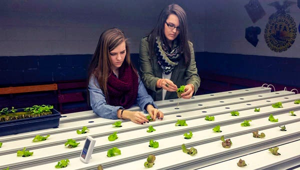 Students in Chad Brock's agriculture program prepare the hydroponics table with lettuce seedlings. This is Southampton's second year teaching hydroponics.
