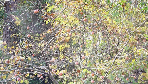 Persimmons were found growing on the Blackwater River, and were ripened for eating. -- SUBMITTED | Jeff Turner