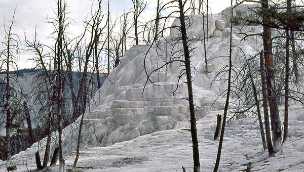 Limestone overtakes trees in a new area.