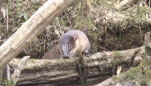 This otter was among a romp of five recently spotted hunting, playing and swimming on the Nottoway River. -- SUBMITTED | Jeff Turner