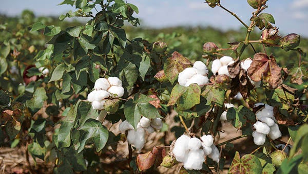 For the past two years, U.S. cotton producers have struggled with low cotton prices and high production costs — and with current futures markets indicating steady prices, producers’ economic situation is not likely to improve in 2016. -- COURTESY