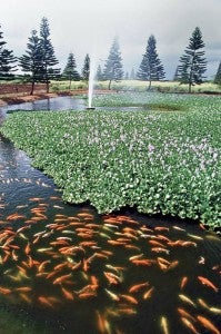 Koi ponds and water lilies at Dole Plantation.